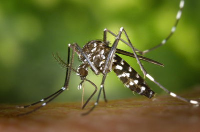 prevention moustique tigre